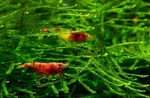 Buy 2 Get 1 Free Java Moss (portion Large) 4OZ Cup Live Aquarium Plants. Fixed Price $10.00.