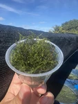 Cup Portion Of Java Moss Live Aquarium Plant Buy 2 Get 1 Free. Fixed Price $14.00.